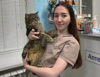 Почётный донор кот Борис из Курска спасает кошачьи жизни